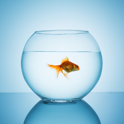 Acquari e bocce per pesci