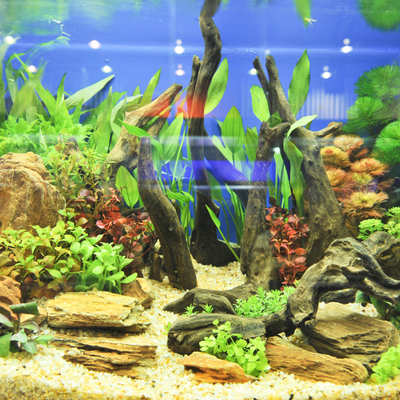 Arredo per acquario