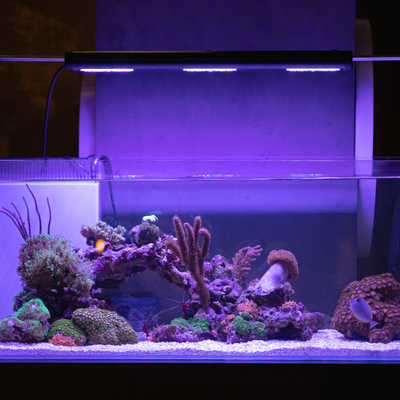 Illuminazione per acquario