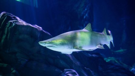 Incontra le specie di squali al Georgia Aquarium